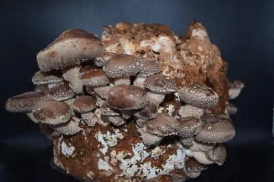 Set coltivazione funghi Shiitake - kit coltivazione fresco per autocoltivazione - Immagine 1 di 4