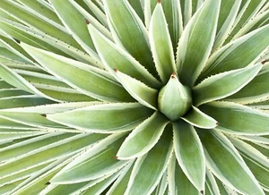 50 Agave Species Seed Mix for Planting Agave Ships from Iowa, USA - Picture 1 of 4
