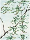 8031.Plenty of green flowers on many branches.green leaves.POSTER.art wall decor
