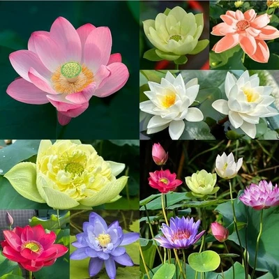 Lote de 160 semillas de loto de tazón semillas de loto mixtas para plantar agua características bonsai Foto 1 de 4