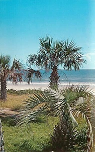 Postcard Myrtle Beach South Carolina S.C Palmetto Palm Tree Unused  - Picture 1 of 2