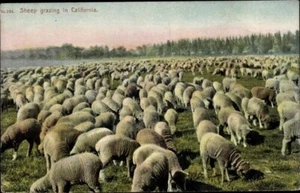 SHEEP GRAZING, Sheep Herding in California; Hand Tinted Real Photo Postcard;Mint - Bild 1 von 2