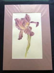Iris Flower Original Signed Watercolor Painting In Mount 31 cm x 43cm. 1990’s - Picture 1 of 4