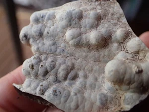 Botryoidal Fossil Coral Geode Fragment GA Agate Specimen Collection Gem WC5 - Picture 1 of 5