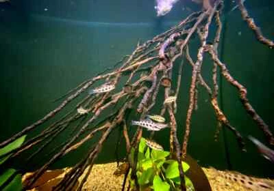 Kokosrispe L (ca. 50cm) - Bild 1 von 4