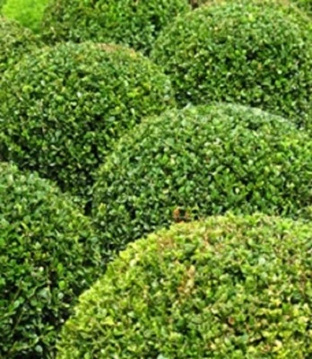 250 x Common Box seeds (buxus sempervirens) tree seeds. - Image 1 of 2