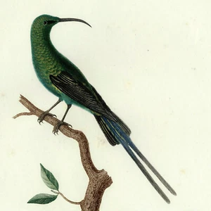 Scarsa incisione a foglia 1802 AUDEBERT & VIEILLOT colorata a mano, pl. 37 SUNBIRD - Foto 1 di 8