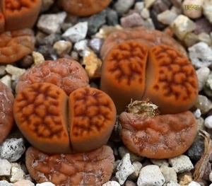 SEEDS - Lithops karasmontana 30seeds C182 - Picture 1 of 3