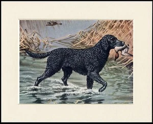 CURLY COATED RETRIEVER WITH DUCK DOG SHOOTING PRINT MOUNTED READY TO RAHMEN - Bild 1 von 1