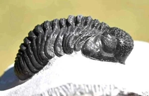 RARO Fósil de Trilobites, Adrisiops weugi (Smiley Phacops), de Marruecos #1 - Imagen 1 de 8
