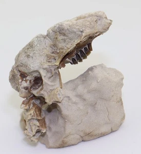 Kaninchen, Palaeolagus haydeni, Tertiär, Oligozän, White River Fm, USA -m295 - Picture 1 of 8