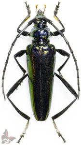 Mecosaspis laeta,33-37mm,from Togo, UNMOUNTED beetle - Picture 1 of 1
