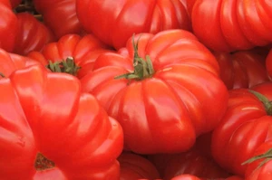 Tomate Montserrat 200 Semillas - Seeds huerto jardin - Imagen 1 de 1