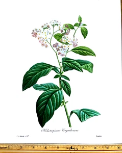 Redoute Flowers #52 HELIOTROPE CORYMBOSUM BOTANICAL ART BK Plate SUPERB PRINT - Picture 1 of 1