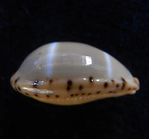 Seashell Cypraea lutea 18-19 mm gema/F++ - Imagen 1 de 3