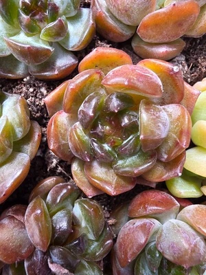 Imported amber baby  succulent 5 pcs - Image 1 of 4