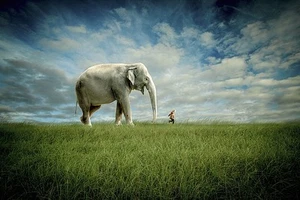 FANTASY KUNSTDRUCK Elephant Follow Me Jeffrey Madison - Bild 1 von 1