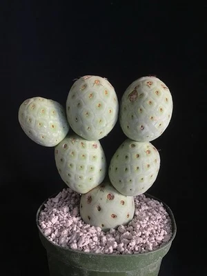 Tephrocactus Geometricus cactus raro  Foto 1 de 4