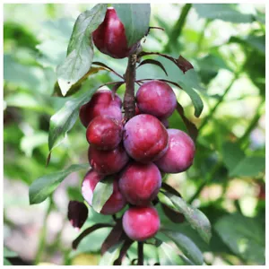 Dwarf Patio Miniature Victoria Plum Tree, In a 6L Pot, Self-Fertile - Picture 1 of 2