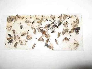 40 pk  Fly Sticky Trap / Glue Strip / Tray. Catch all flying, crawling insects - Picture 1 of 9