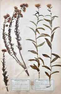 Botanical - Herbarium Board 19th - Dried Plants - Corymbiferous 12 - Picture 1 of 5