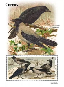 CORVUS Crows & Rooks Birds/Bird MNH 1v-Stamp Sheet #2118 (2022 Sierra Leone) - Picture 1 of 1
