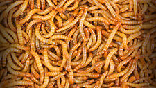 250 - Live Mealworms - Reptile Food