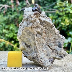 RARE Fossil Fish Tooth in Reptile & Coprolite Bed Block – Aust Cliff, Bristol – - Picture 1 of 3