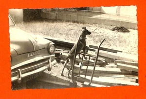 PHOTO / AUTOMOBILE SIMCA ARONDE ET PETIT CHIEN 1961 - Picture 1 of 2