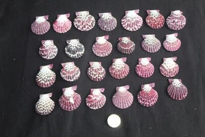 25 'Mantle Scallop' seashells - Picture 1 of 2