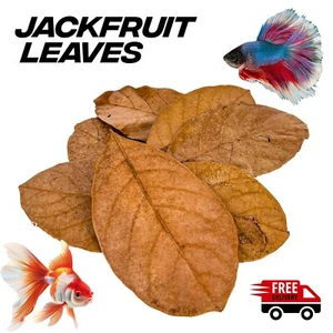 100+ Jackfruit Leaves Natural Dried Jack Fruit leaves Organic bio fish Aquarium - Picture 1 of 2