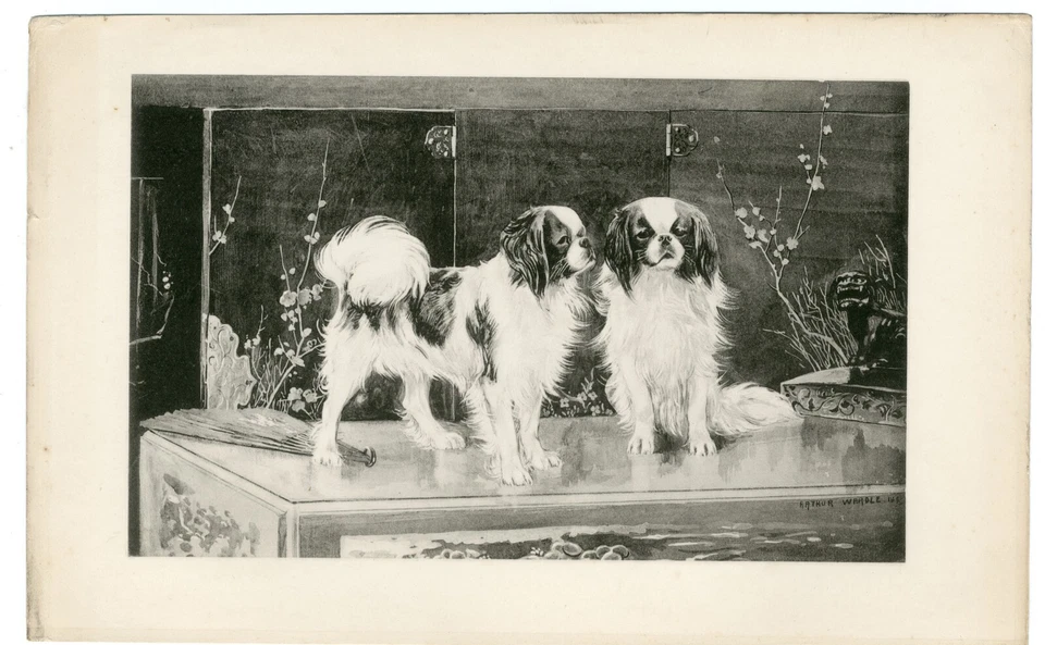 JAPANESE CHIN RARE 1894 ANTIQUE DOG ART PRINT BY ARTHUR WARDLE - Image 1 of 1