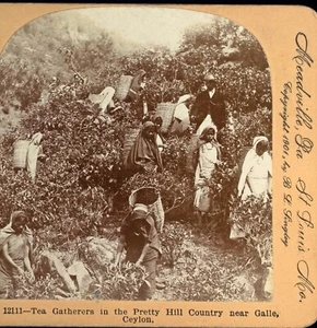 STEREOVIEW Stereo 3D Karte 1901 CEYLON Tea Gatherers - Bild 1 von 2