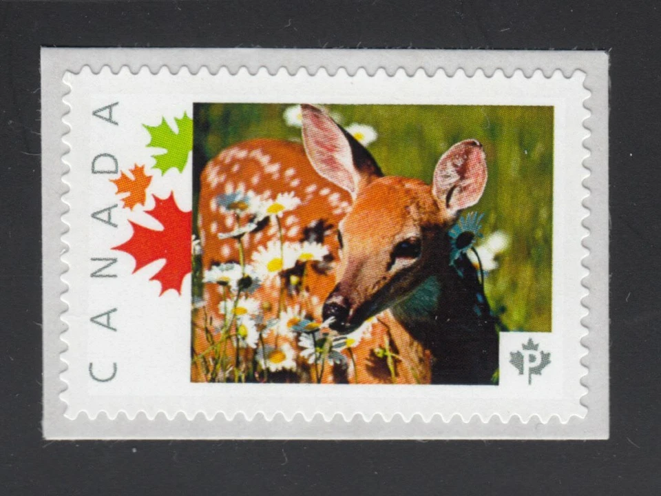CIERVO JOVEN. ANIMALES SALVAJES Canadá foto sello postal p72WL10/6 Foto 1 de 1