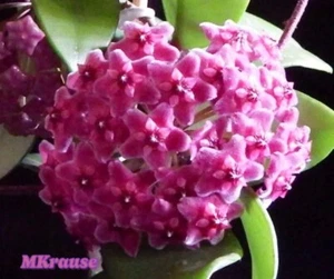 Hoya sp Ban Ngong Ngoy IML 1514 - Newly Rooted Plant - Hard to Find - Picture 1 of 4