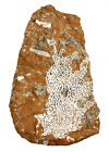 Ordovizium  Chasmatopora papillosa  Bryozoe  Kuckersit-lschiefer Estland  52-9