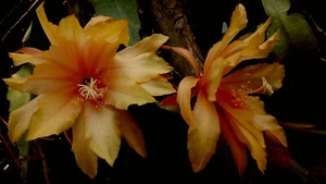 Epiphyllum-Hybride ACAPULCO SUNSET , kleine Pflanze, sehr selten ! - Bild 1 von 2
