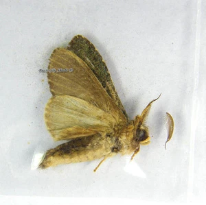 Mariposa/Notodontidae sin montar - Quadricalcalifera sp., Malasia - Imagen 1 de 1