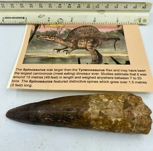 Spinosaurus 4 1/2” T00TH  Teeth Dinosaur F0SSIL before T Rex Cretaceous C34 - Picture 1 of 6