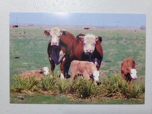 "Tending The Young' "uns" Hereford the Beef Capitol of The World Post Card - Picture 1 of 2