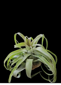 Tillandsia BR Streptophylla - Imagen 1 de 7