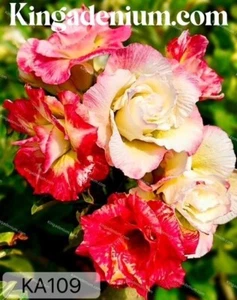 ADENIUM OBESUM DESERT ROSE " TRIPLE KA109 " 100 SEEDS NEW EASY BLOOM CHAMELEON - Picture 1 of 10