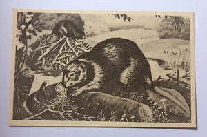Kanada Biber Maximart Karte Postkarte - Bild 1 von 2