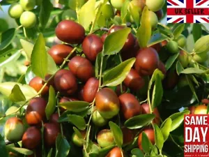 Jujube Red Chinese Date (Ziziphus Jujuba) | 10+ seeds | Same Day Dispatch - Picture 1 of 3