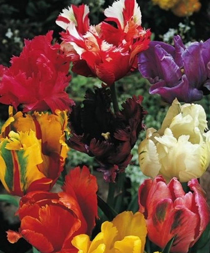 100 Gemischte Papageien Tulpen Tulpenzwiebeln Lieferbar 9.9 - Bild 1 von 1