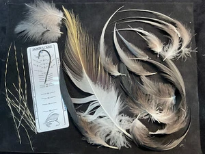 African Crowned Crane - Picture 1 of 5