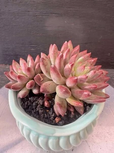 Succulent live plant Pachyphytum Angel Fingers Office plants Desk Plant - Picture 1 of 1