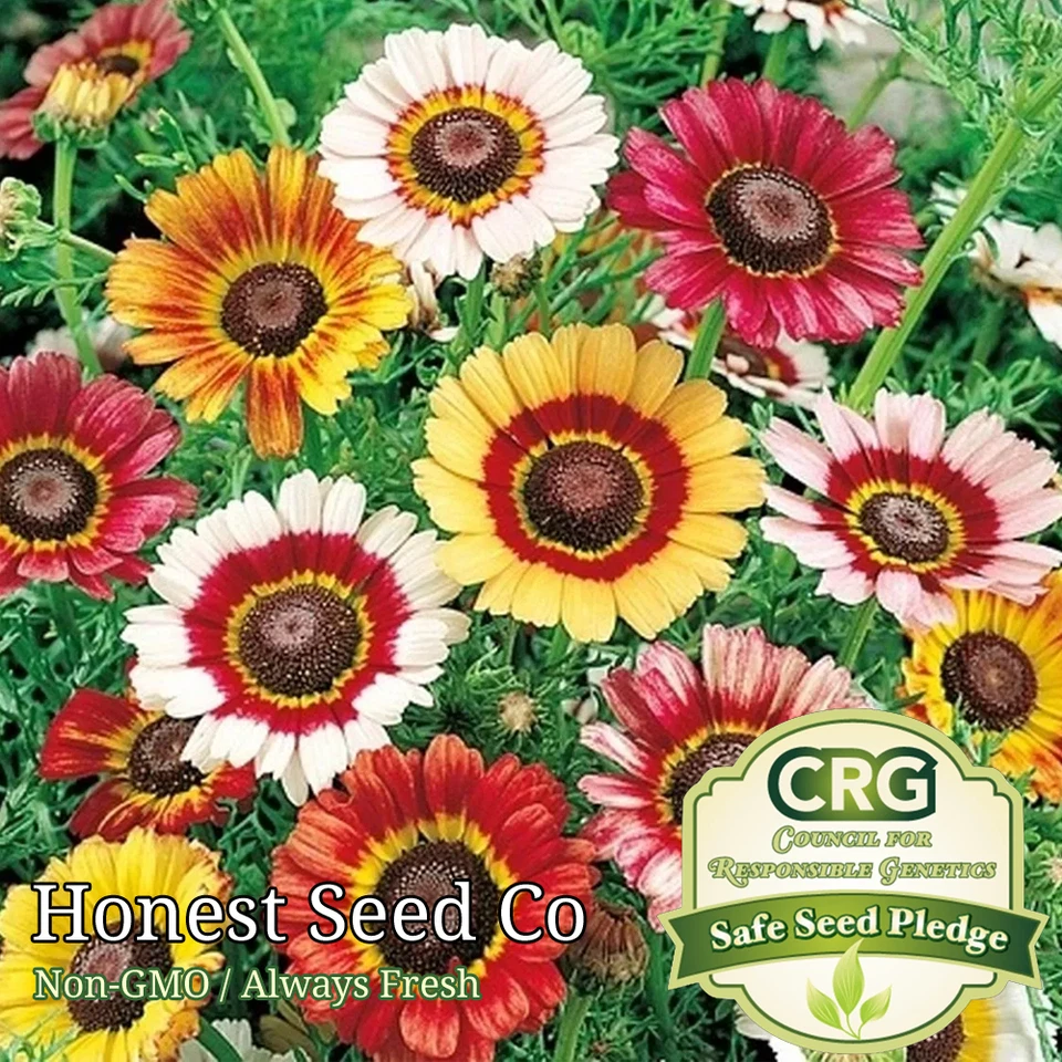 Painted Daisy Seeds | Mixed Perennial Flower Colors Attract Pollinators Non-GMO - Image 1 of 1