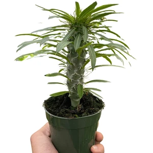 Pachypodium 'lamerei' (Madagaskarpalme) - Bild 1 von 6