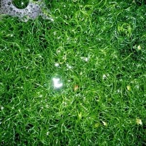 Chaetomorpha linum Meerwasser Drahtalge Algen Refugium optimal für Lebendgestein - Bild 1 von 1